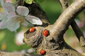 Весенние жуки