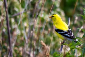 Желтая певчая птица