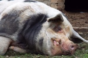 Кемеровская свинья