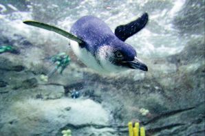 Малый голубой пингвин
