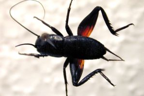 Большое черное насекомое