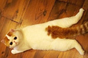 Порода кошек с маленькими лапами