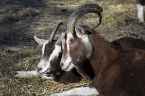 Нубийские козы с рогами