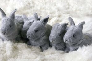 Маленькие домашние кролики