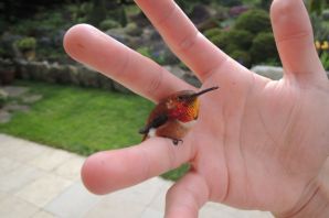 Зунзунито самая маленькая птица в мире