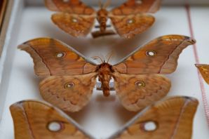 Бабочки самарской области