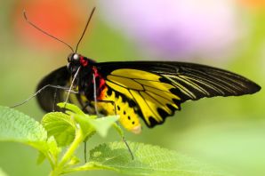 Бабочка с желтыми крыльями