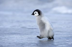 Пушистый пингвин