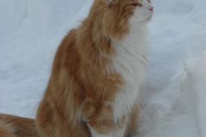 Норвежский лесной кот рыжий