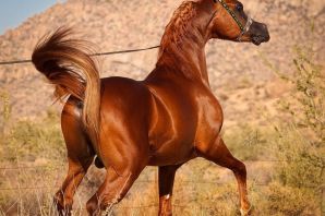 Рахба арабских лошадей