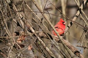 Красная талка птица
