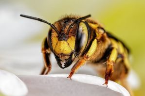 Пчела оса шмель
