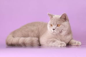 Британский лиловый кот