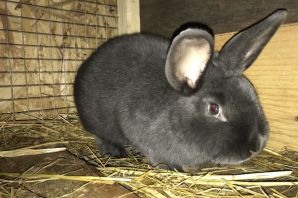 Полтавская серебристая порода кроликов