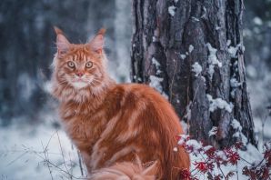 Норвежский рыжий кот