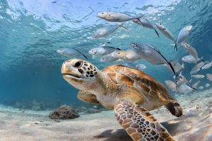 Черепаха в море