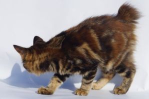 Камчатский кот бобтейл
