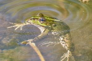 Водяная жаба