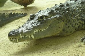 Крокодил теплокровный