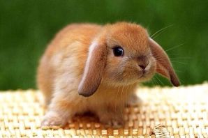 Крошечный кролик