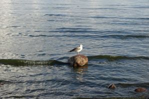 Птицы финского залива