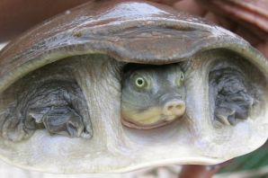 Черепаха гигант матамата