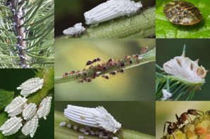 Вредители растений насекомые