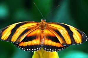 Бабочка желтая с черными полосками