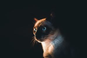Сиамская рыжая кошка