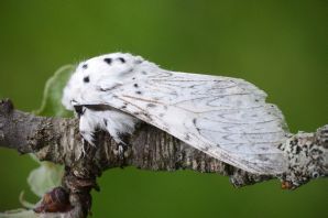 Гарпия шелкопряд бабочка