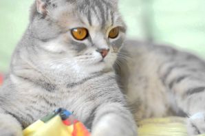 Шотландский прямоухий кот серый полосатый