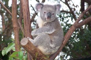 Млекопитающие австралии