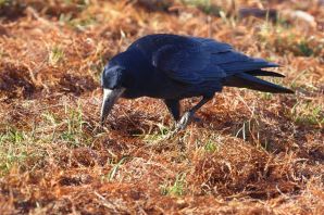 Черная ворона птица