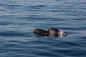 Дельфины в черном море виды