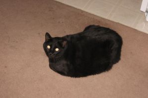 Толстая черная кошка