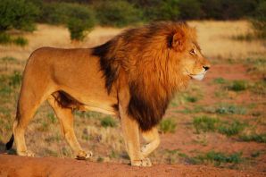 Лев в африке