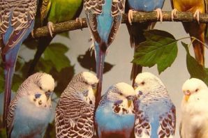 Клербоди окрас попугаев