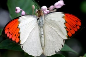 Бабочка с белыми крыльями