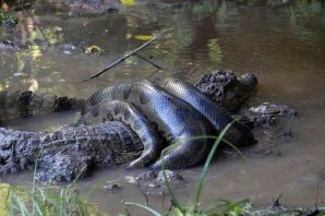 Амазонский крокодил