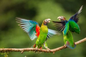 Клинохвостые попугаи