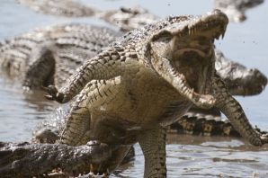 Крокодилы на кавказе