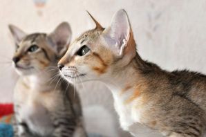 Кошки ориенталы особенности породы