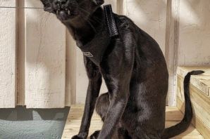 Ориентальная кошка циннамон