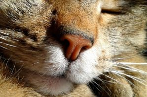 Сырой нос у кошки