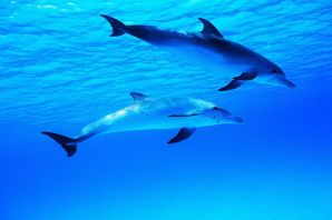 Маленькие дельфины