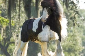 Очень красивые лошади