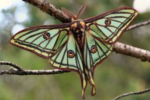 Бабочки австралии