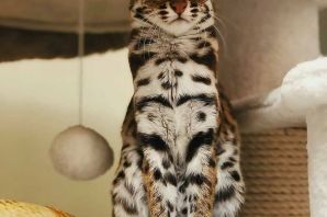Леопардовая кошка домашняя