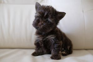 Йоркширский шоколадный кот