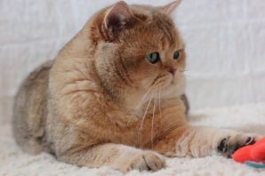 Британская короткошерстная кошка шиншилла